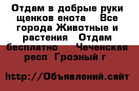 Отдам в добрые руки щенков енота. - Все города Животные и растения » Отдам бесплатно   . Чеченская респ.,Грозный г.